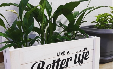 탄소중립을 위한 공기정화식물 키우기